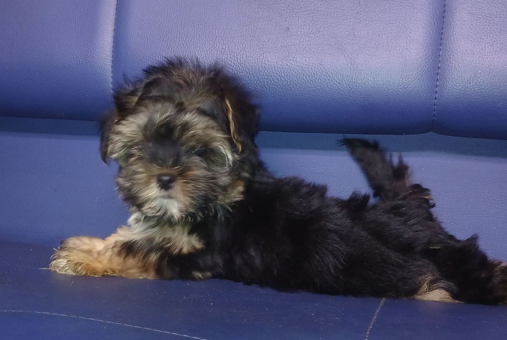 Йоркширський терьер на долоньку