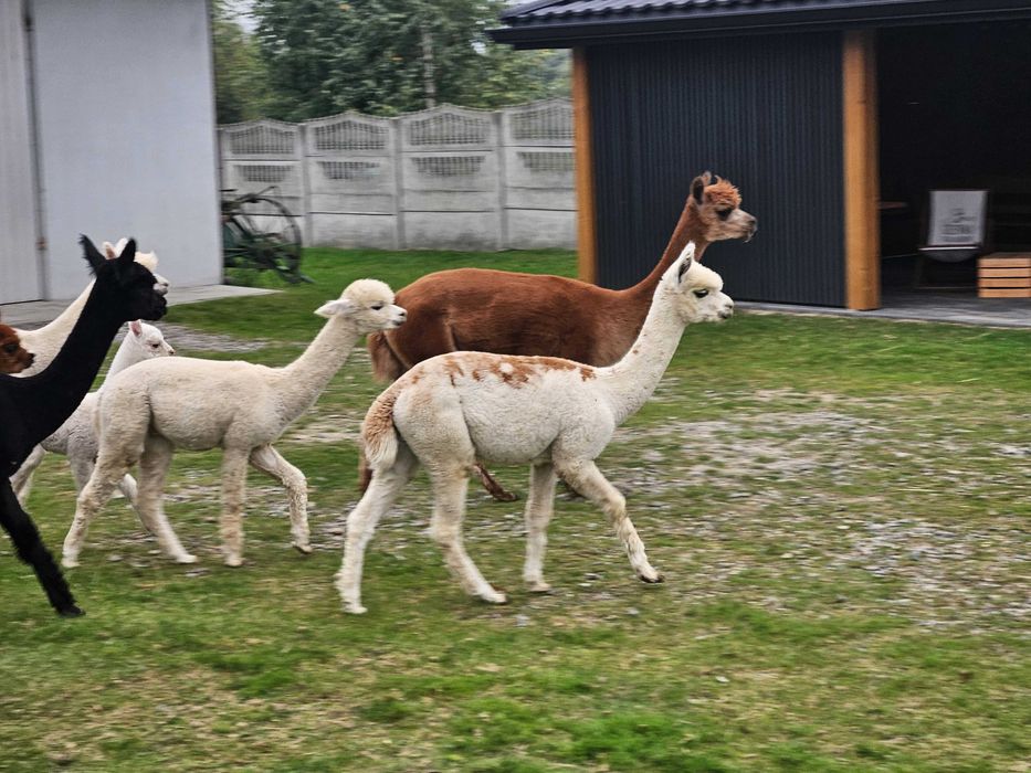 Alpaki hucaya samczyk