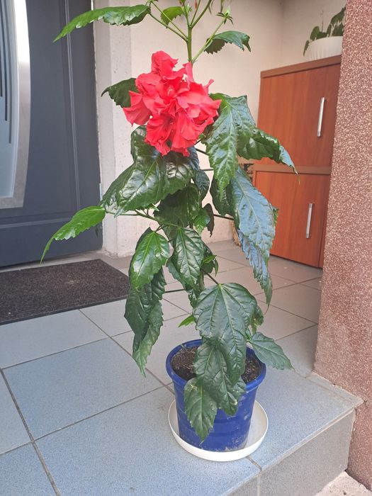 młoda róża chińska