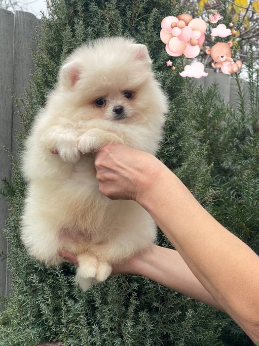 Кукольные детки! Померанский шпиц