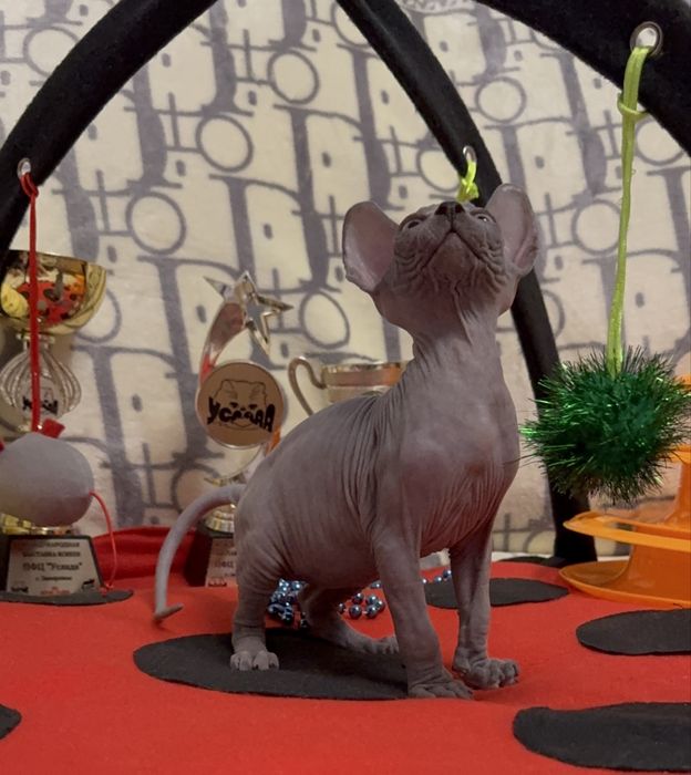 Канадський сфінкс, клуб, родовід WCF, доставка, документи для виїзду