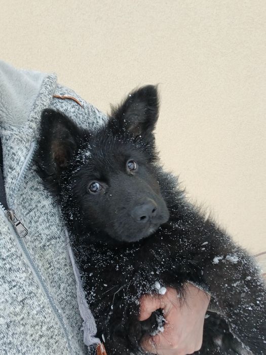 Owczarek niemiecki długowłosy