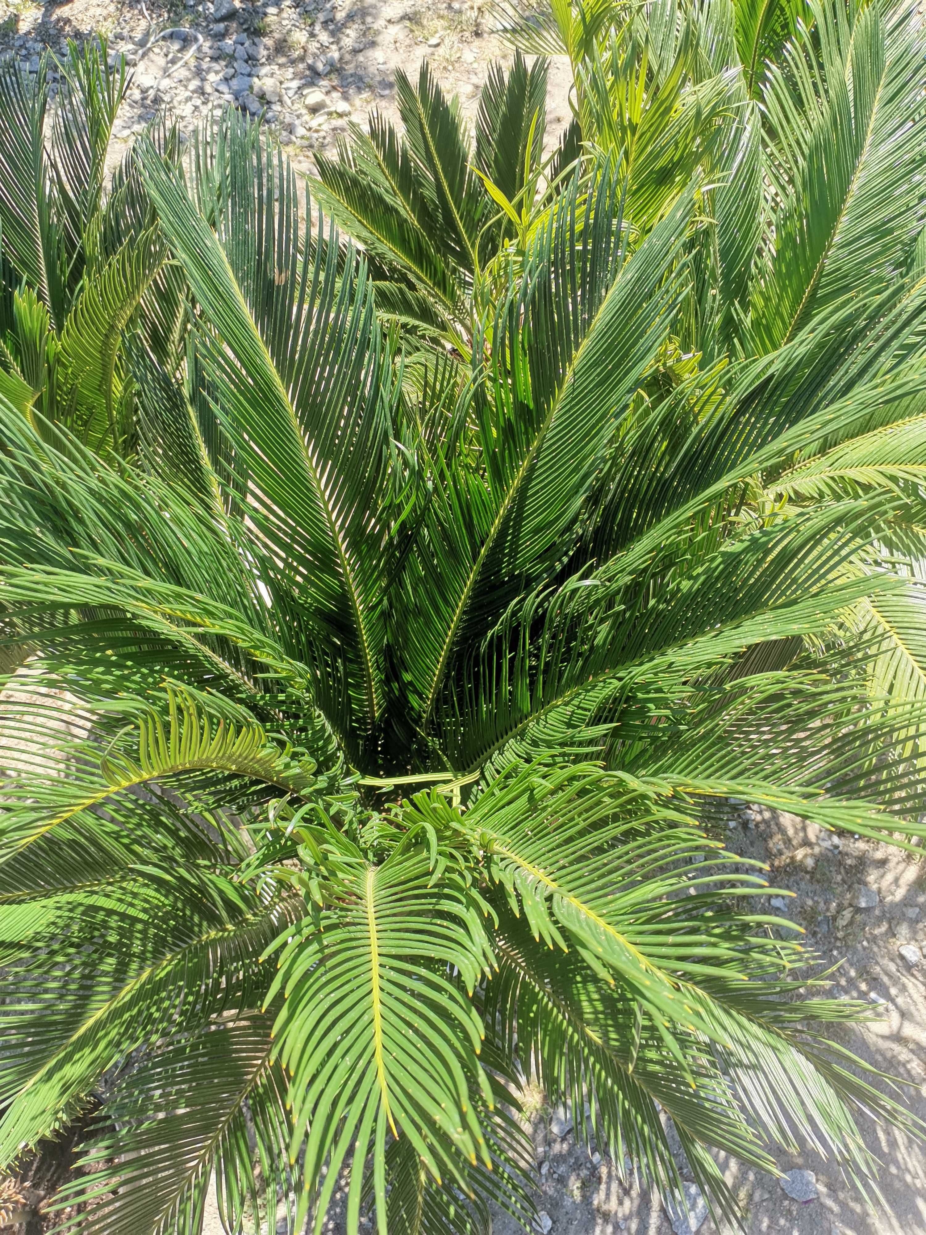 Cykas revoluta, palmy trachycarpus Fortunei, yucca rostrata.