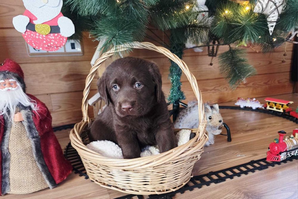 Labrador retrevier castanho