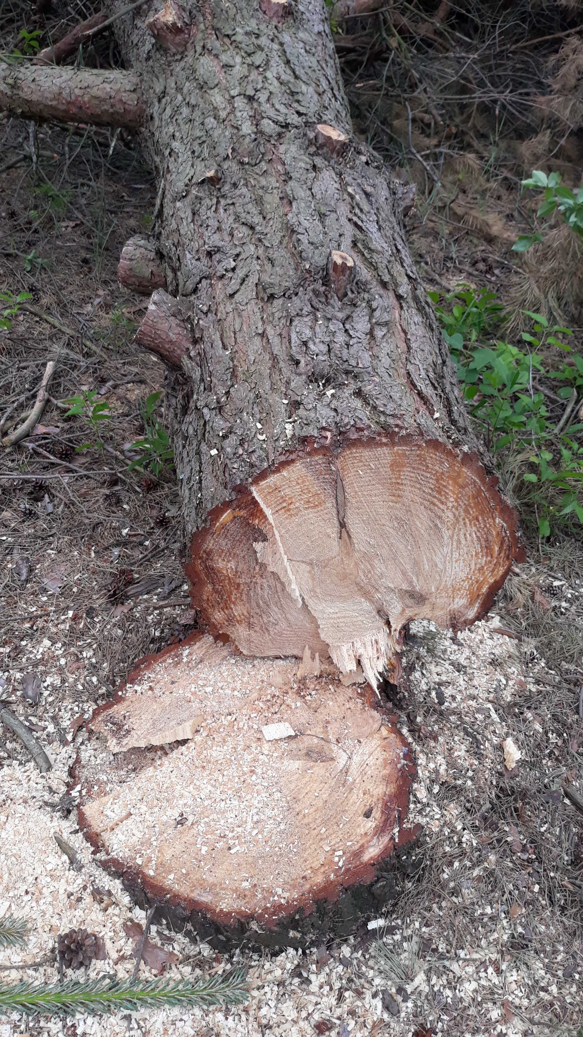 Sprzedam drzewo w okolicy Mławy  na opał.