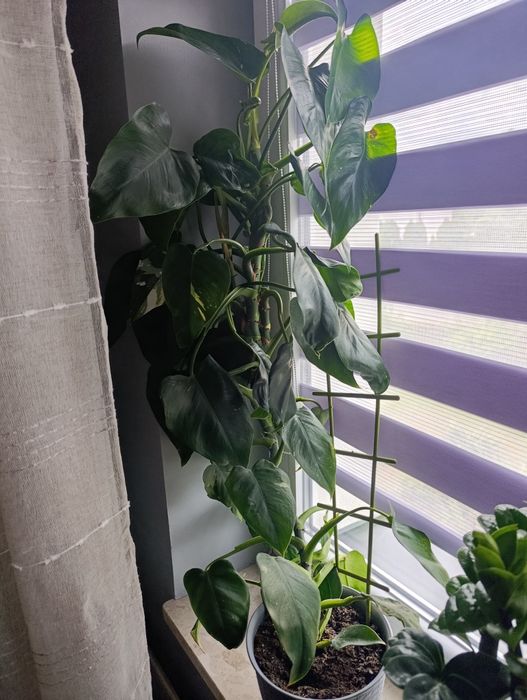 Filodendron filodendron