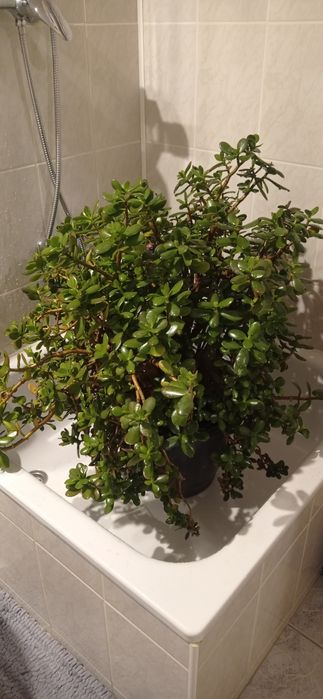 Drzewko szczęścia Grubosz