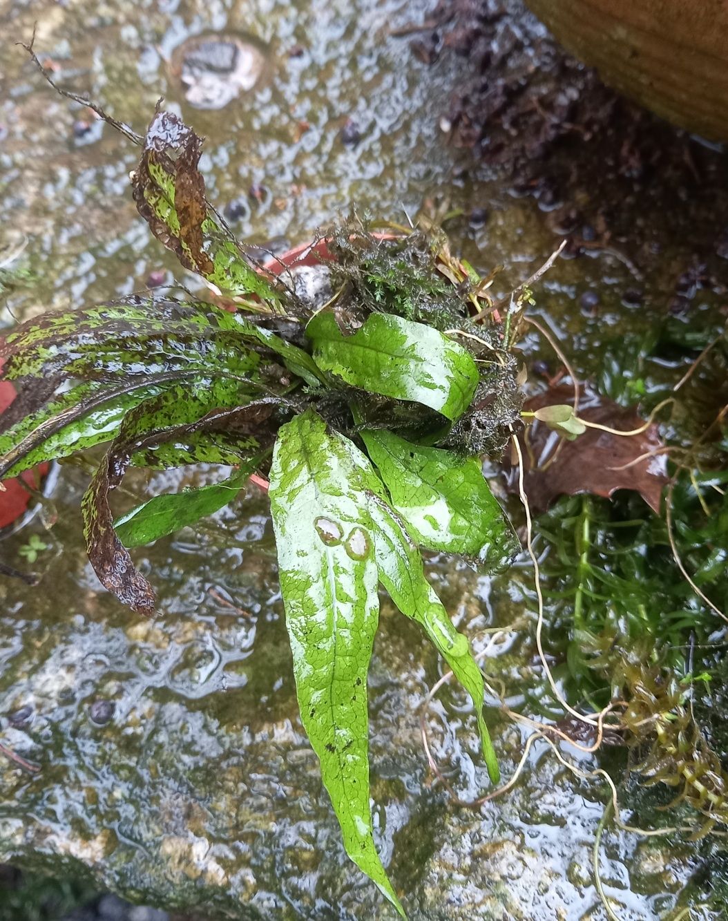 Cometas varis tamanhos e vazos com plantas aquaticas