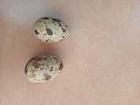 Ovos de codorniz
