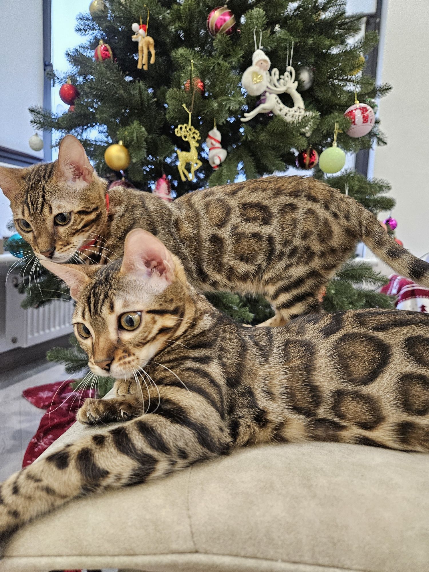 Кошенята бенгальські