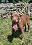 American Pitt Bull Terrier