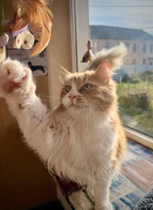 Готель для тварин перетримка зооготель