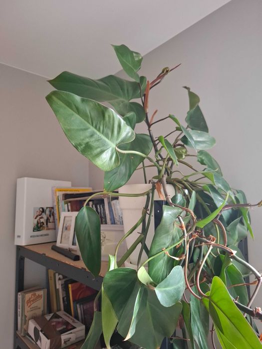 duża ceramiczna doniczka i filodendron red emerald