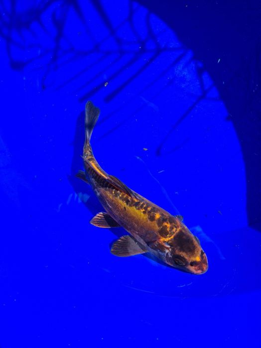 Vendo Carpa Koi Kin Kikokuryu