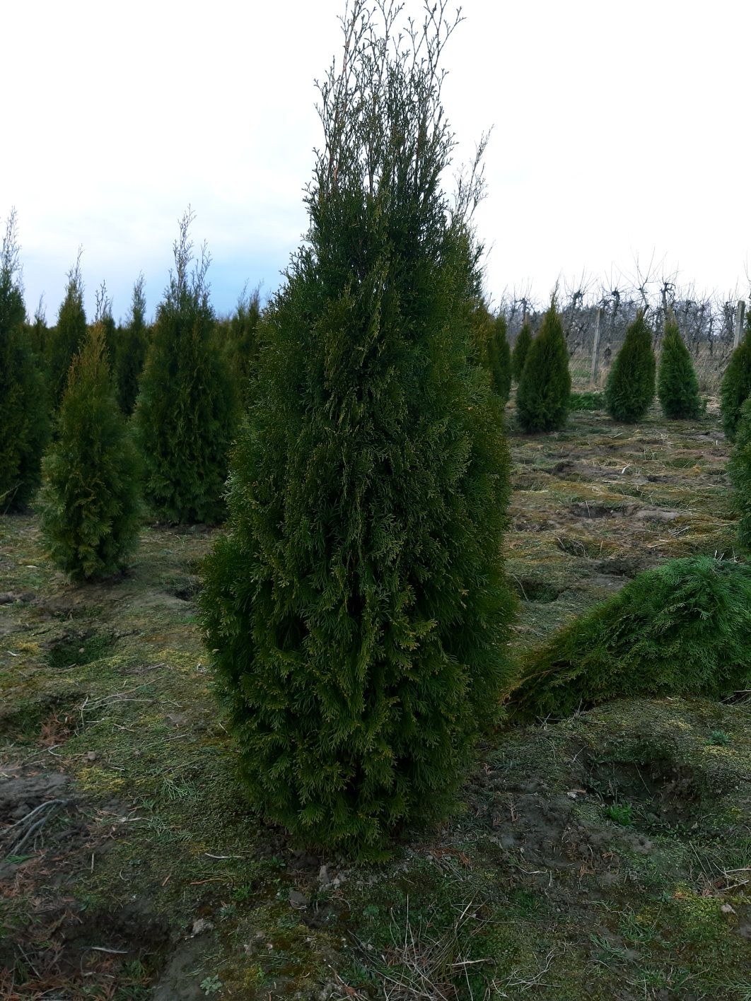 Tuja szmaragd 140-160cm gruba gęsta! Klon katalapa laurowiśnia Brabant