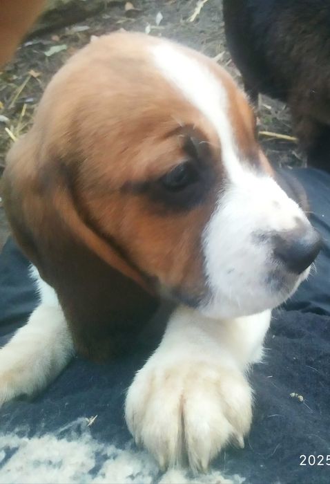 Beagle szczenię pies z rodowodem