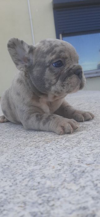 Buldogue francês  blue merle