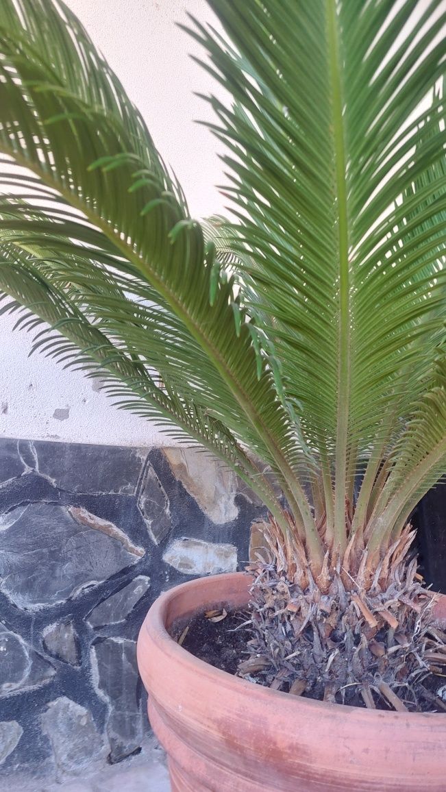 Palmeira Cycas Revoluta / Palmeira Sagu
