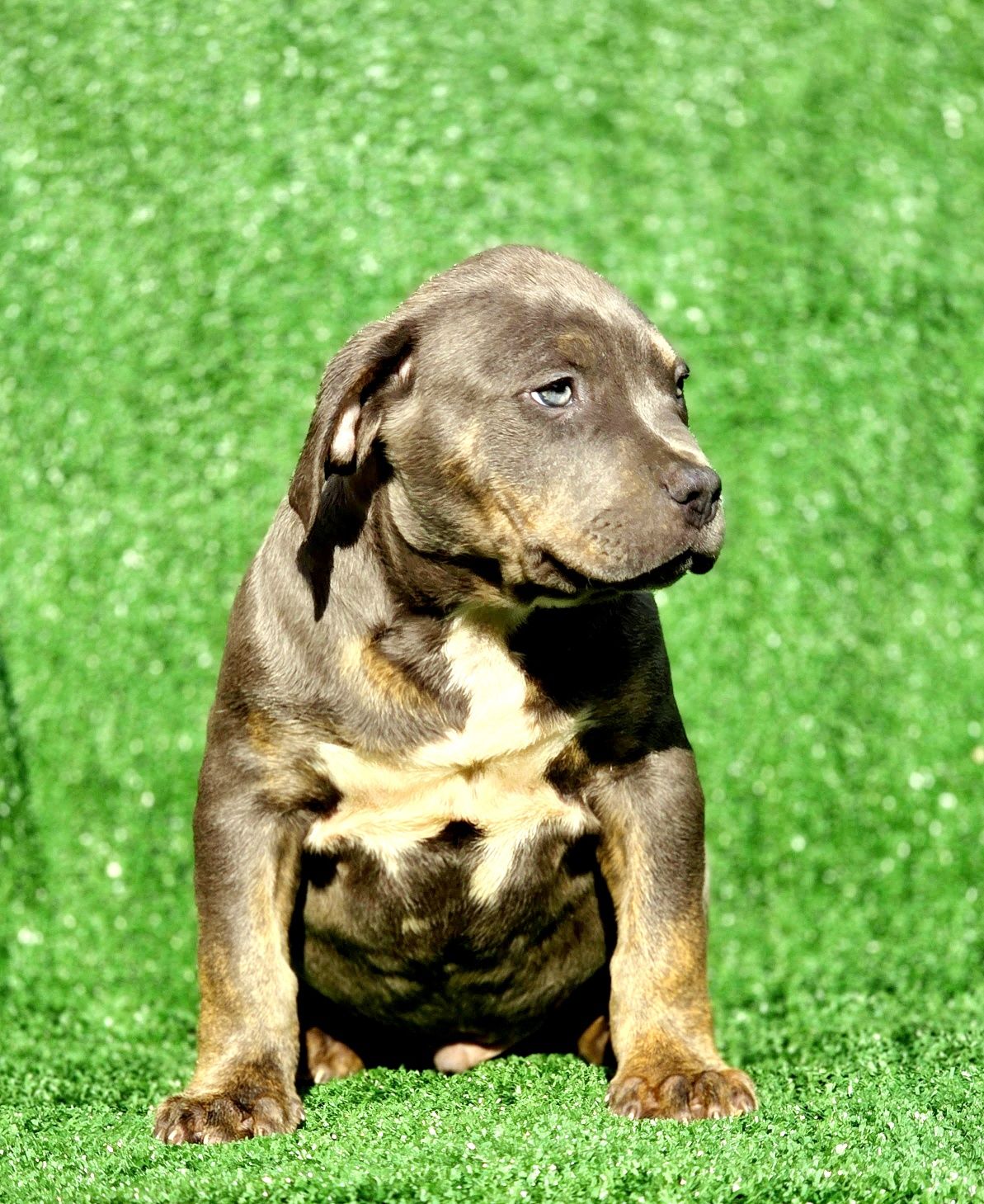 American Bully XL (Hulk linhagem)
