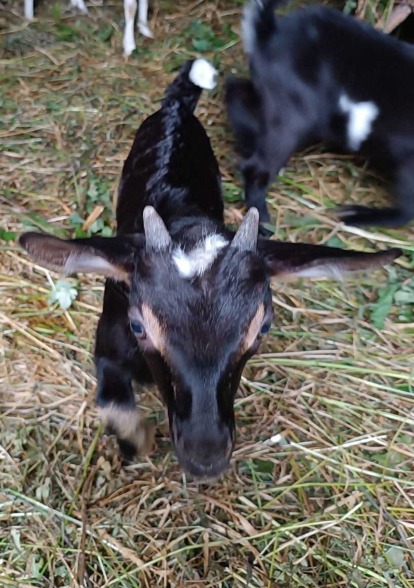 Cabrito ( Vivo ou limpo)