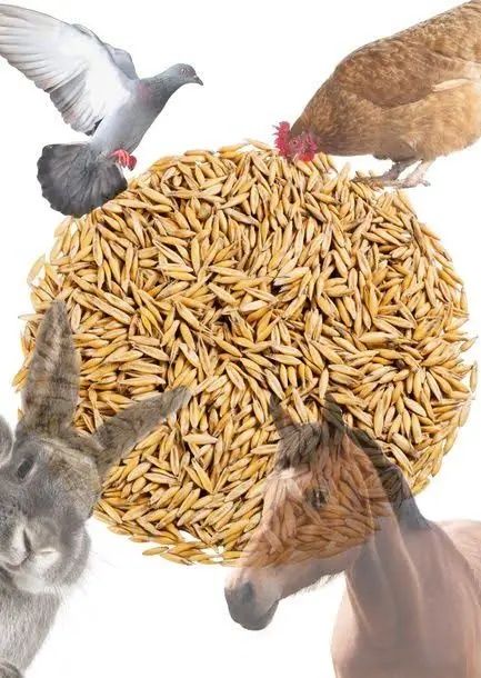 Sprzedam owies (odmiana Bingo)