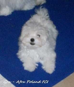 Maltańczyk  Szczenięta  FCI