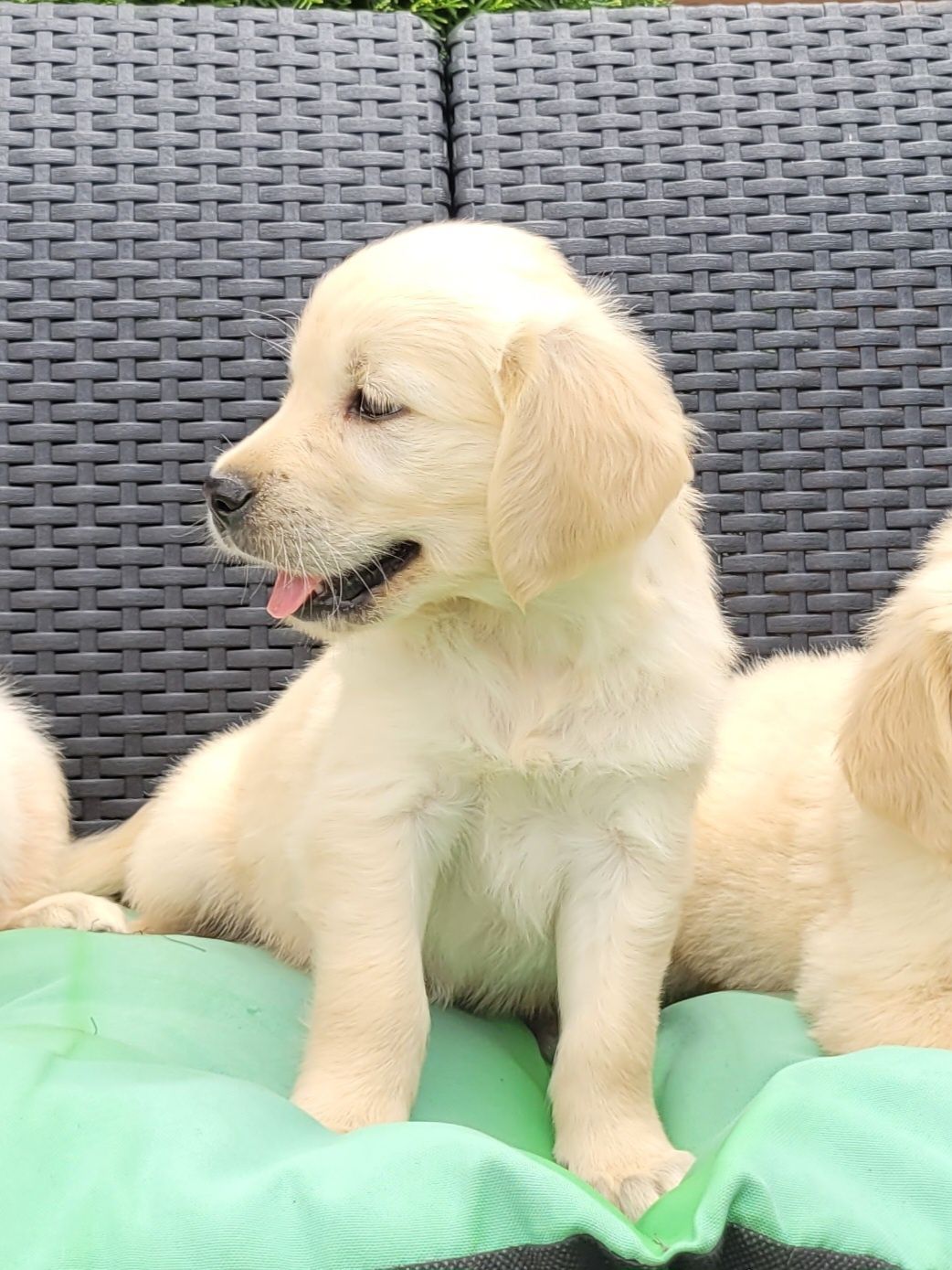 Golden Retriever Kremowo Złoty