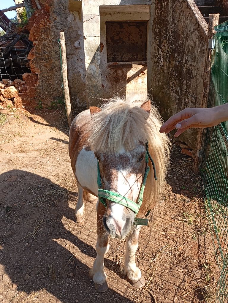 Poney 4-5 anos para venda