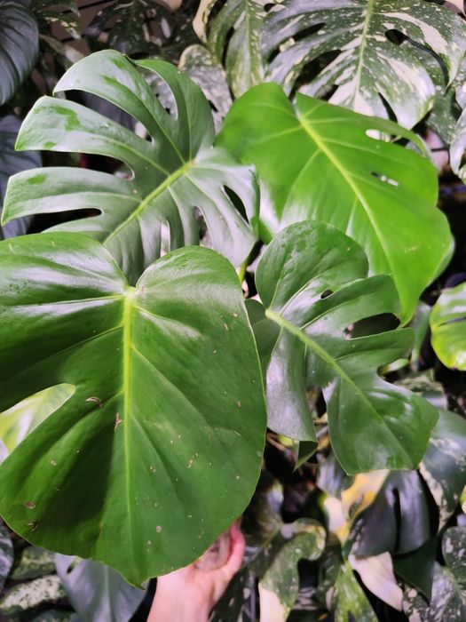 Monstera Deliciosa Big/LF- zestaw 2 szczytów