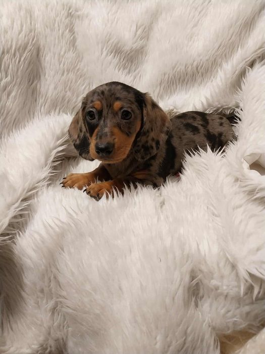 Jamnik suczka merle !