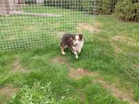 Border collie szczeniak