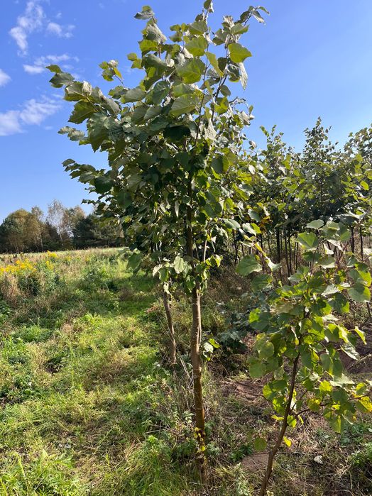 Lipa srebrzysta (Tilia tomentosa) 12 zł/cm obwodu pnia (do 25 cm)