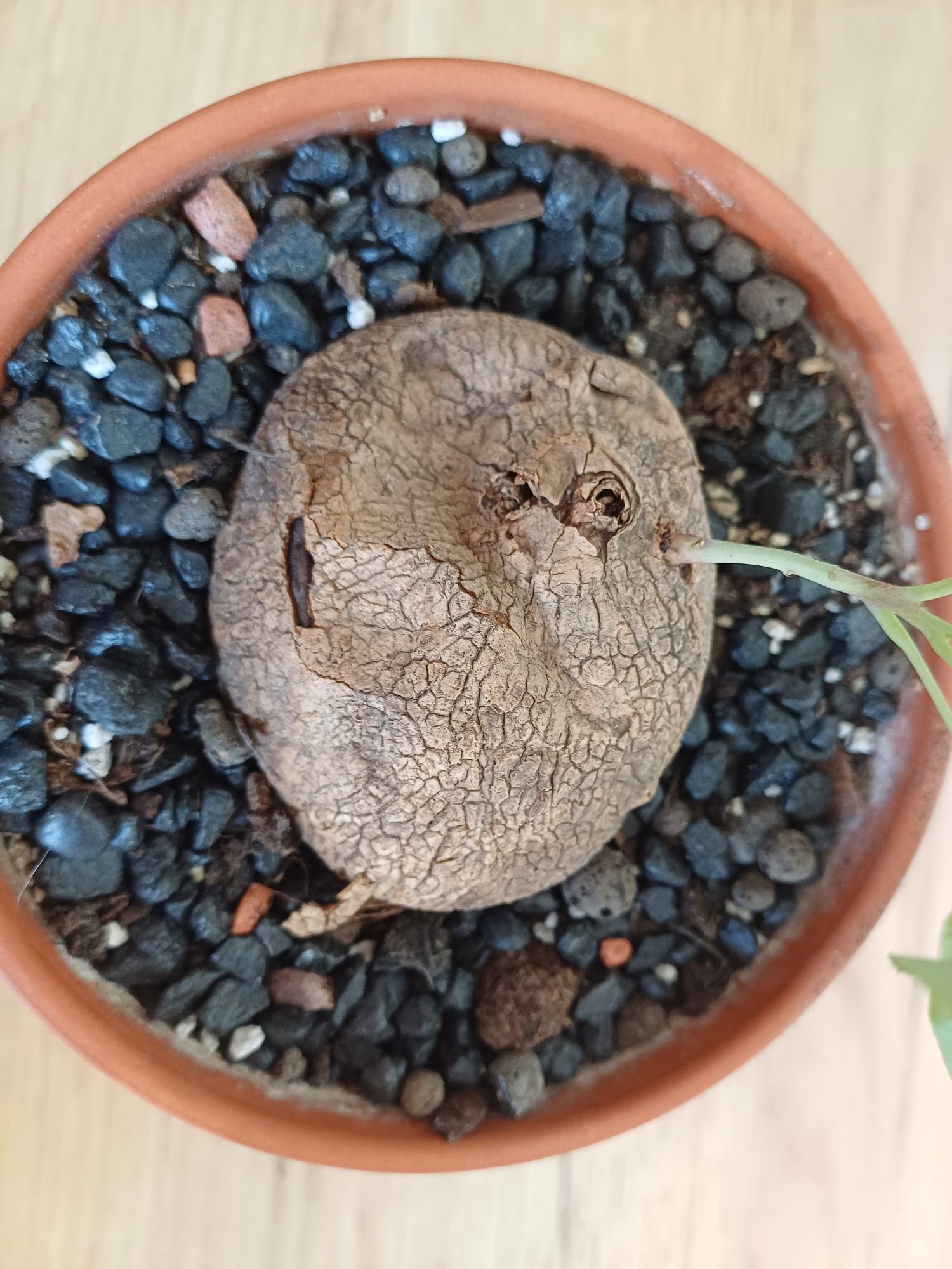 Stephania erecta