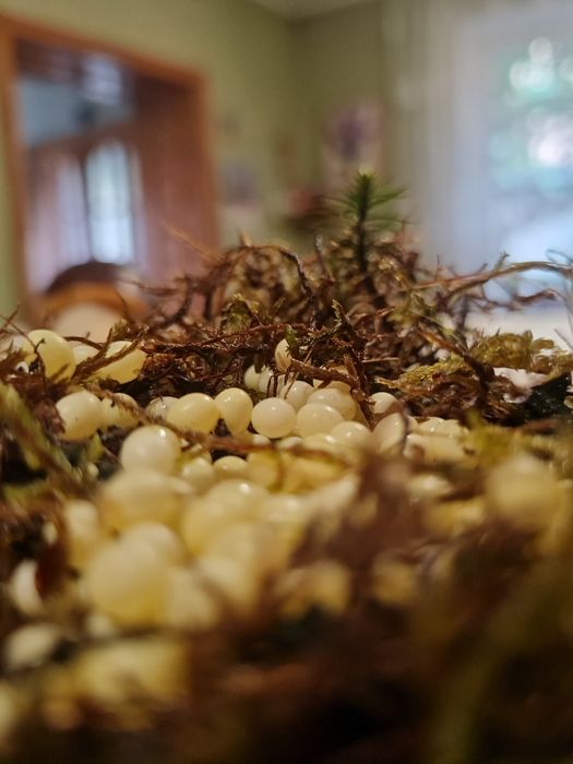 Прикраса вашого життя з яйцями равлика Ахатина Альбінос! 
•одне н