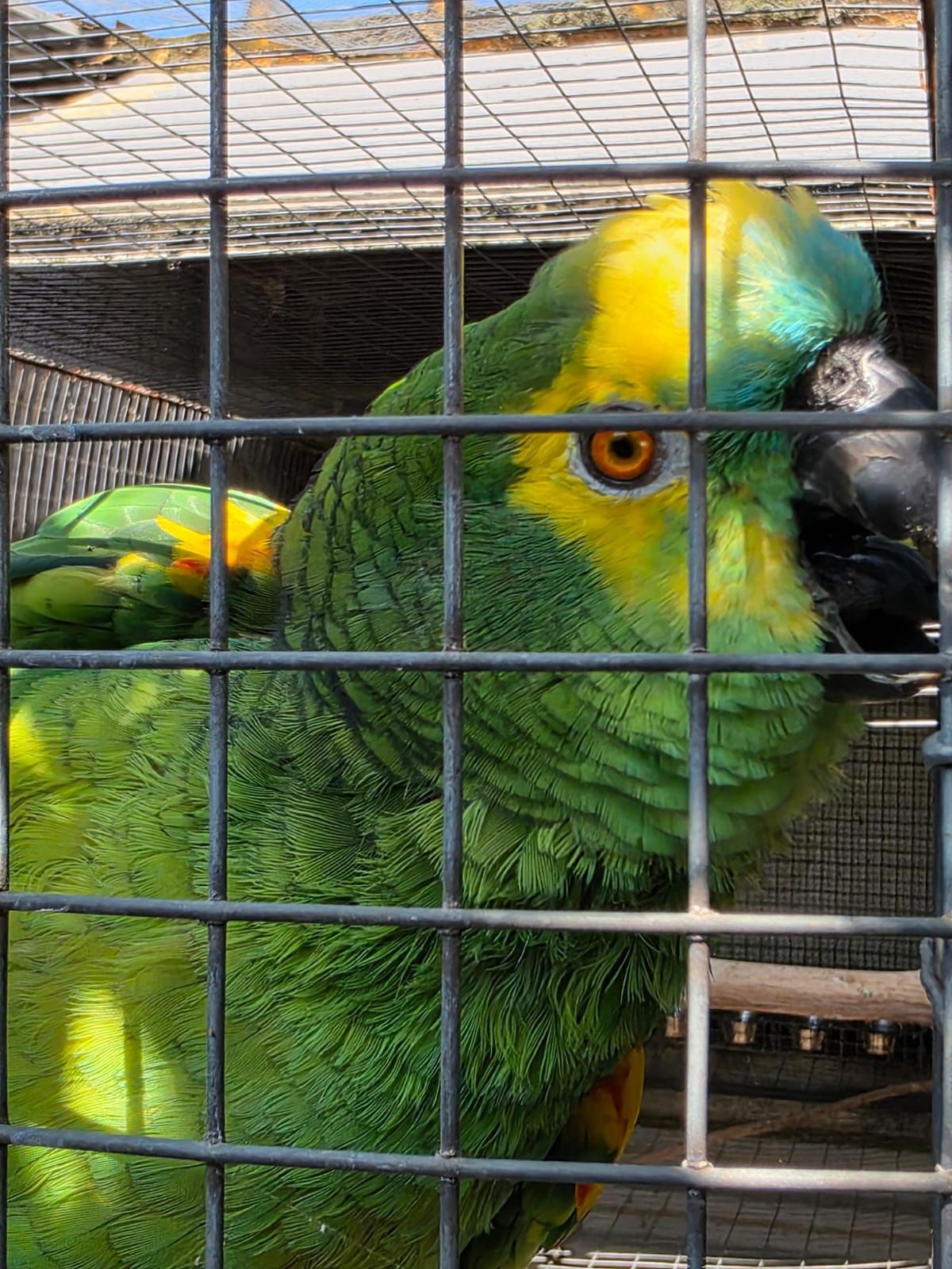 Casal reprodutor aestiva xanthopteryx