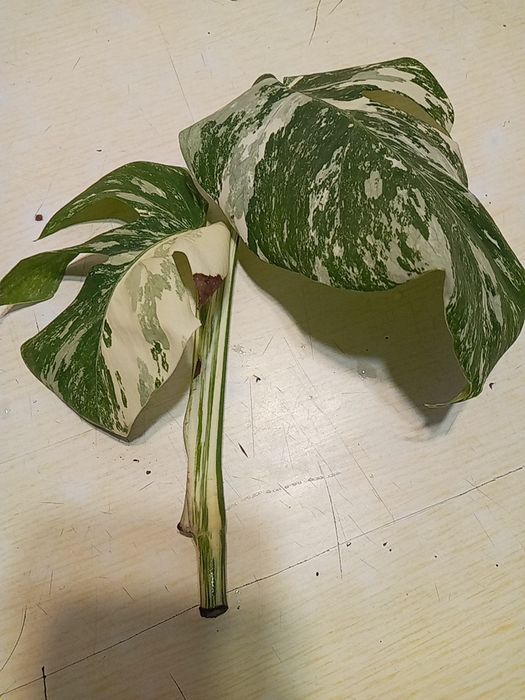 Монстера Альба варієг