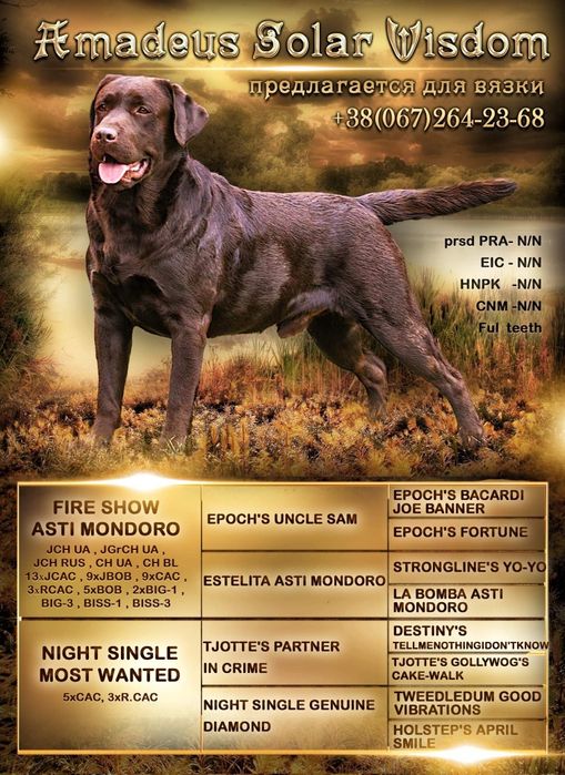 Вязка.Кобель лабрадора шоколадного окраса.