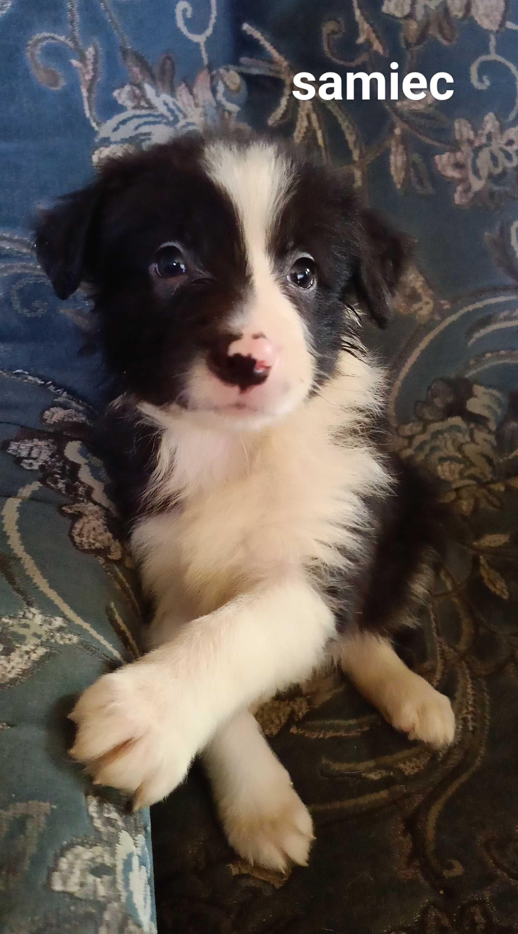 Samiec border collie