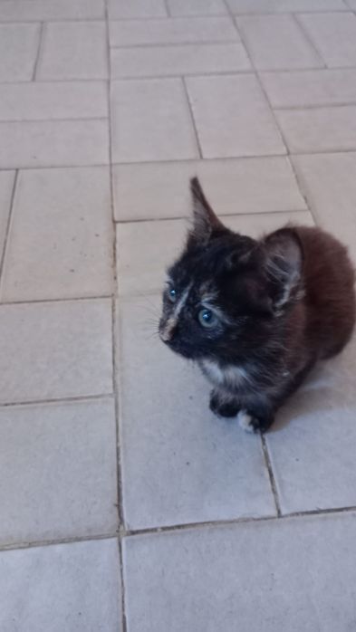 Dão-se gatinhos para adopção responsável esponsável