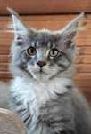 Maine Coon LIAM Ashantu*PL  piękny kocurek gotowy na nowy dom