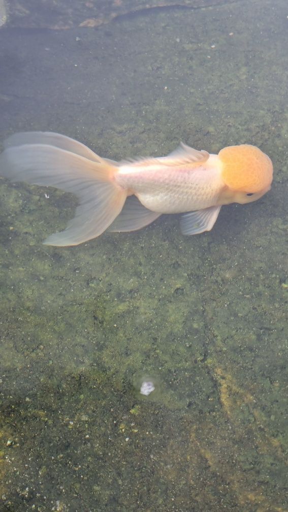 Oranda branco com capuchinho