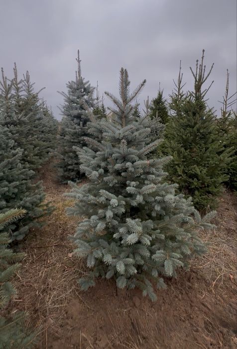 Sprzedaż choinek - h u r t o w o   z własnej plantacji