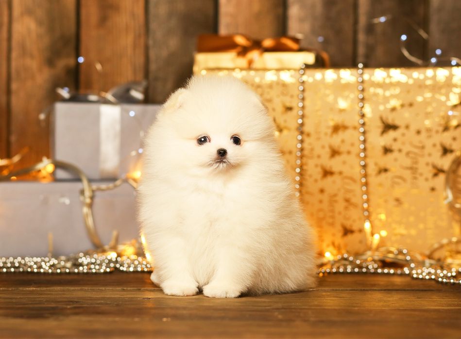 Ексклюзивні VIP цуценята. SUPER VIP mini білі померанські шпіци