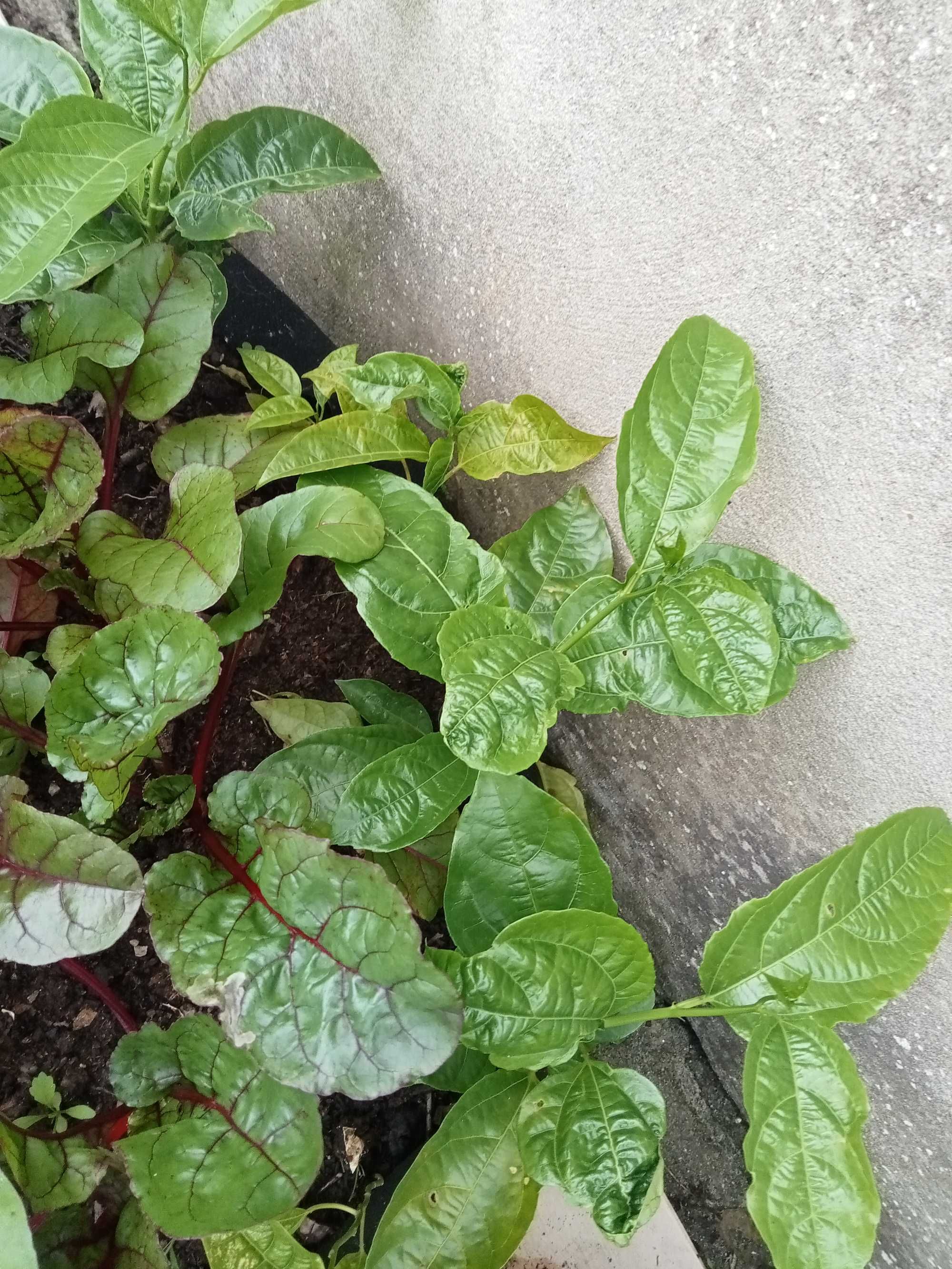 Plantas maracujá biológica