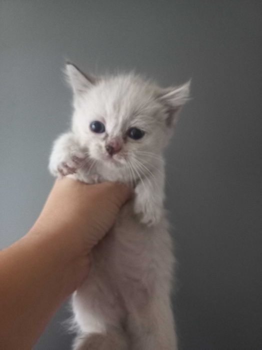 Кошенята 1 місяць 1 тиждень