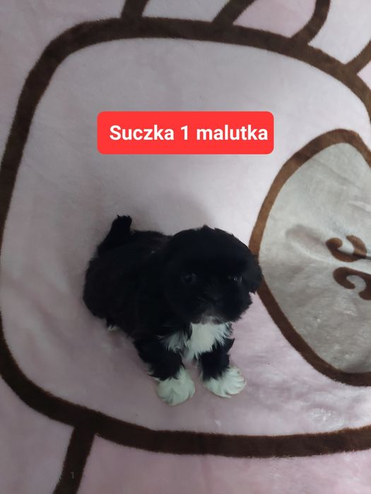 Shih tzu do rezerwacji