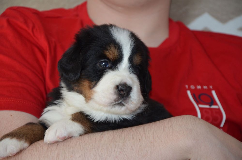 Berneński Pies Pasterski