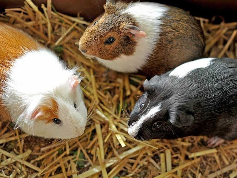 Морские свинки - гладкие и розетки