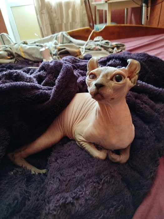 Доросла кішка Сфінкс (єльф)