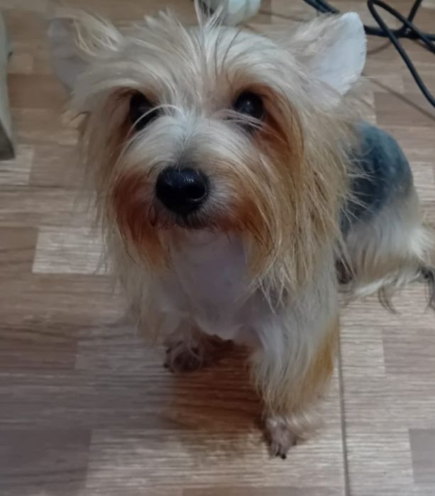 Yorkshire fêmea com Pedigree e Afixo.